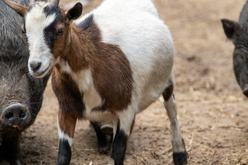 Colorful goats baby kid playing in farm yard close-up. Domestic animals breeding