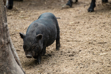 Little cute black baby pig playing in farm dirt. Adorable piglet close-up