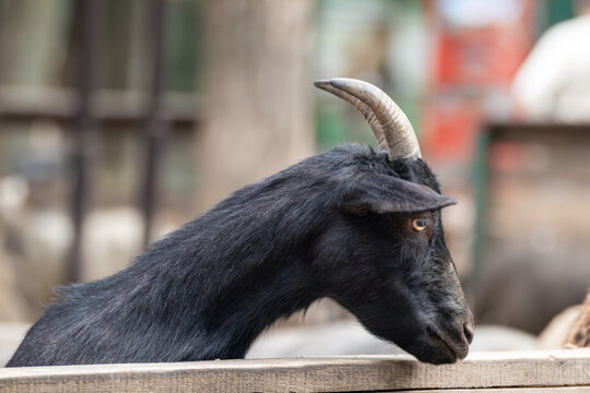 Black goat head with horns close-up in farm yard near wooden fence with blurred background. Domestic animals breeding