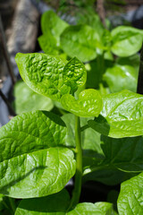 Ceylon spinach or basella rubra linn