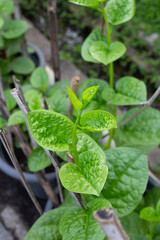Ceylon spinach or basella rubra linn