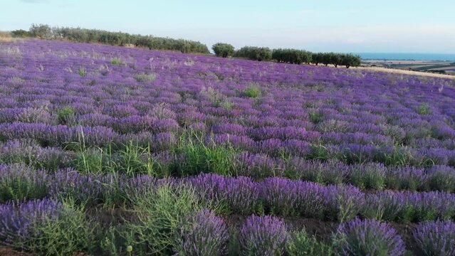 Lavender fields in rows with blooming flowers aerial view summer sunset
