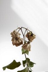 dried roses
