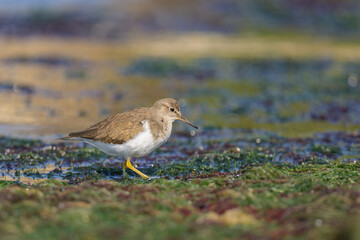 A Common Sandpiper walking near water looking for food