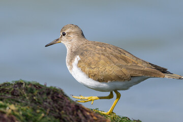 A Common Sandpiper walking near water looking for food