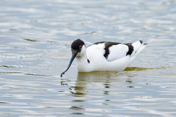 A Pied Avocet walking in shallow water