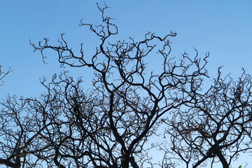 Large tree with dry branches standing against blue sky