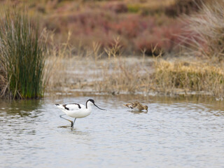 A Pied Avocet walking in shallow water