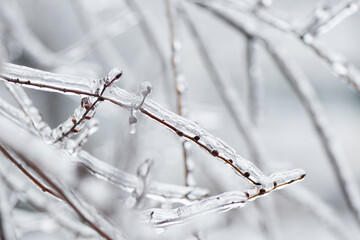 Tree branch with swollen buds covered with ice crust after freezing rain, fragment, background.