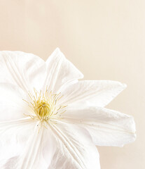 white flower on a white background