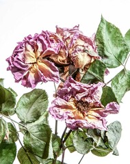 set of flowers dried