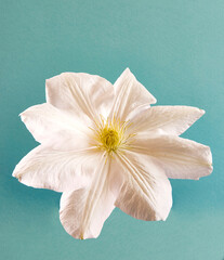 white flower on a blue background