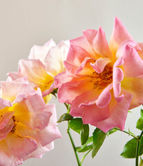 pink and white roses