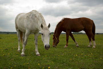 Obraz na płótnie Canvas gray and brown hoarses graze on green summer meadow full body photo