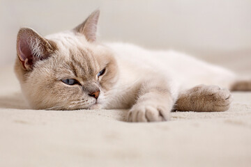Portrait of a blue-eyed cat lying on a bed