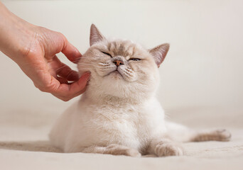 human hand petting british shorthair cat close up