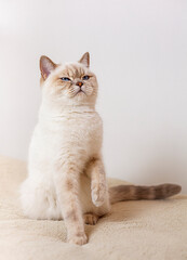 beautiful british shorthair cat with blue eyes on white background