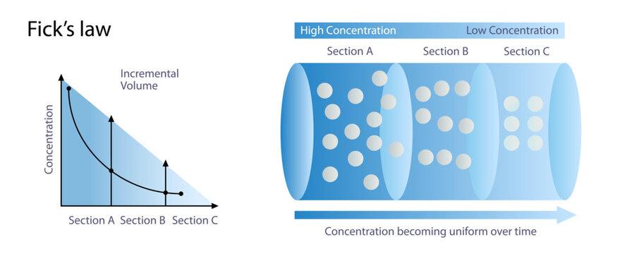 Adolf Fick's laws of diffusion process vector illustration. Movement of molecules. change in volume. Higher to lower concentration levels. General physics study images for students and teachers.