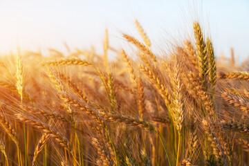 Young wheat grows in the field. During ripening, the color of wheat changes from green to orange-yellow.