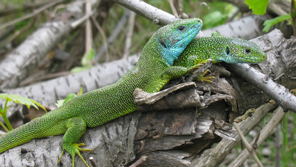 Naklejka na ściany i meble Breeding behaviour of Green Lizard Lacerta a male protecting gravid female