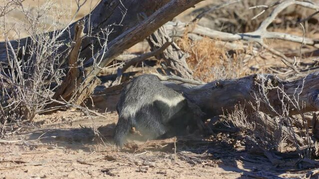 Honey badger digging up a snack
