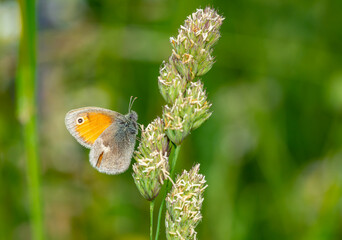 Coenonympha pamphilus butterfly on the grass