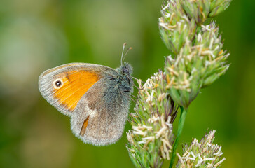 small heath butterfly on the grass macro shot