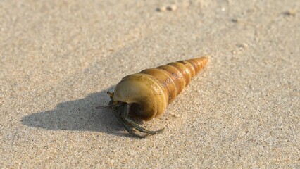 resident of the underwater world crawls along the sandy shoreline