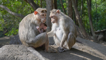 two adult monkeys and a baby monkey sitting on a rock taking care of each other