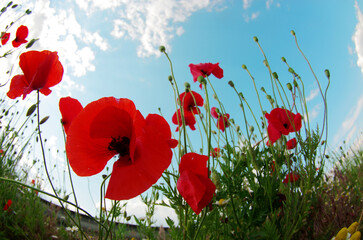 Red poppies and poppy heads against a blue sky with clouds.