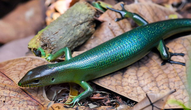 emerald tree skink lizard on dry leaves