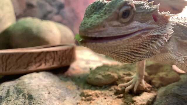 Lizard bearded dragon in terrarium. Australian animal, lives in the desert. A bearded dragon from the Agam family.