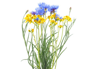 Blue yellow wild field flowers isolated on white