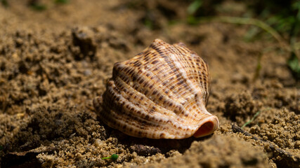Shell on the sand. Shell on the beach. Seashell close-up. Sea creatures