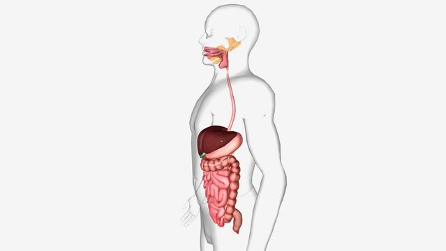 The digestive system is made up of the gastrointestinal tract and glandular organs, including the liver, pancreas, and gallbladder.