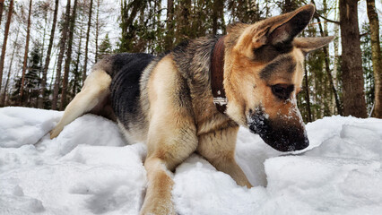 Dog German Shepherd in a winter day and white snow arround. Waiting eastern European dog veo in cold weather