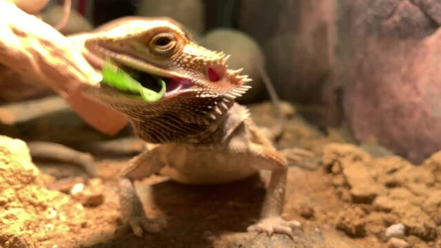 Lizard bearded dragon in terrarium. Australian animal, lives in the desert. A bearded dragon from the Agam family.