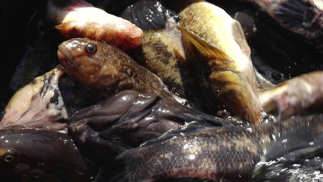 Sea bream in large quantities. Fish caught in a fishing boat