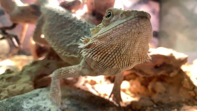 Lizard bearded dragon in terrarium. Australian animal, lives in the desert. A bearded dragon from the Agam family.