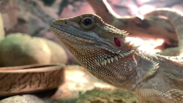 Lizard bearded dragon in terrarium. Australian animal, lives in the desert. A bearded dragon from the Agam family.