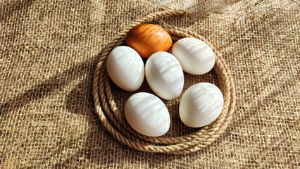 Lots of white eggs and one brown egg on rag jute cloth. Concept of individuality, exclusivity. Bullying, group and confrontation. Leadership and confidence. Agricultural Production of eggs, incubator