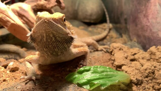 Lizard bearded dragon in terrarium. Australian animal, lives in the desert. A bearded dragon from the Agam family.