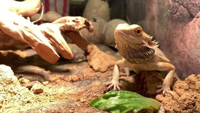 Lizard bearded dragon in terrarium. Australian animal, lives in the desert. A bearded dragon from the Agam family.