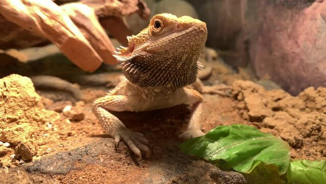 Lizard bearded dragon in terrarium. Australian animal, lives in the desert. A bearded dragon from the Agam family.
