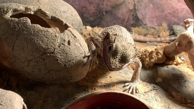 Lizard bearded dragon in terrarium. Australian animal, lives in the desert. A bearded dragon from the Agam family.
