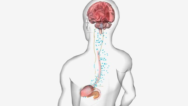 Hunger Signalling Ghrelin Secretion 3D animation