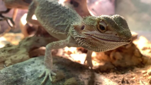Lizard bearded dragon in terrarium. Australian animal, lives in the desert. A bearded dragon from the Agam family.