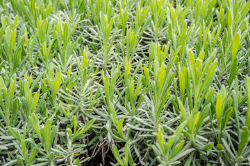 Background with green leaves of lavender