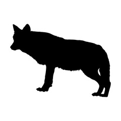 Standing Red Wolf Side View Silhouette. Good To Use For Element Print Book, Animal Book and Animal Content