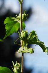 Caucasian insect mantis Mantis religiosa hid in the summer on a branch of hibiscus in the foothills of the Caucasus